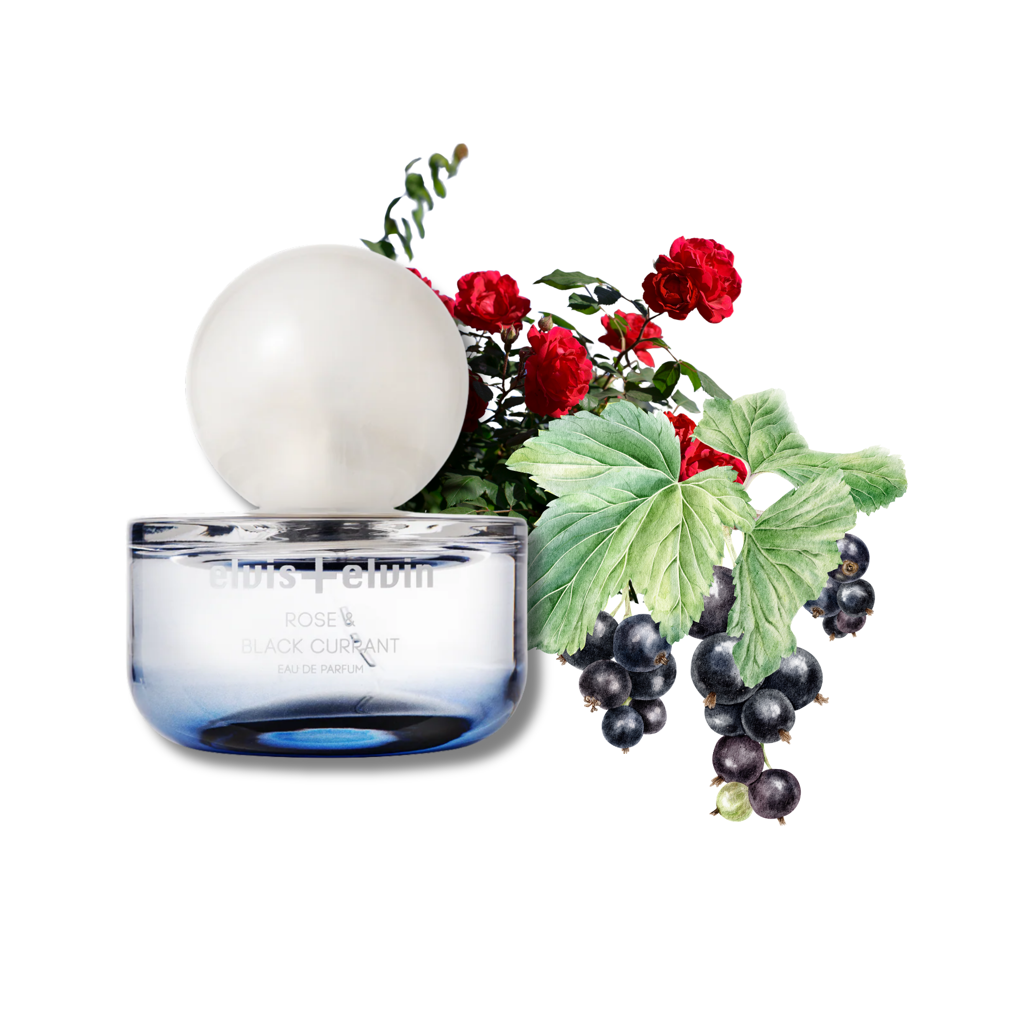 Rose & Black Currant Eau de Parfum – elvis+elvin