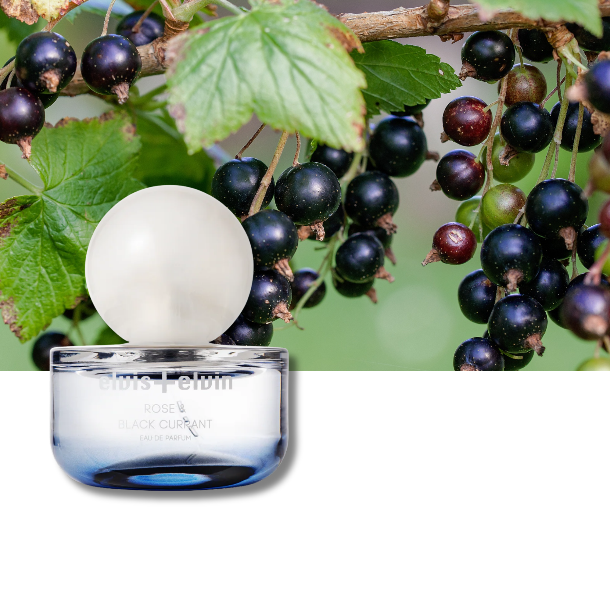 Rose & Black Currant Eau de Parfum – elvis+elvin