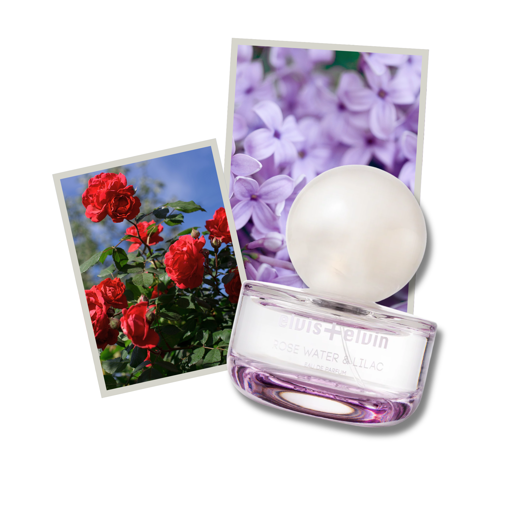 Rose Water & Lilac Eau de Parfum – elvis+elvin