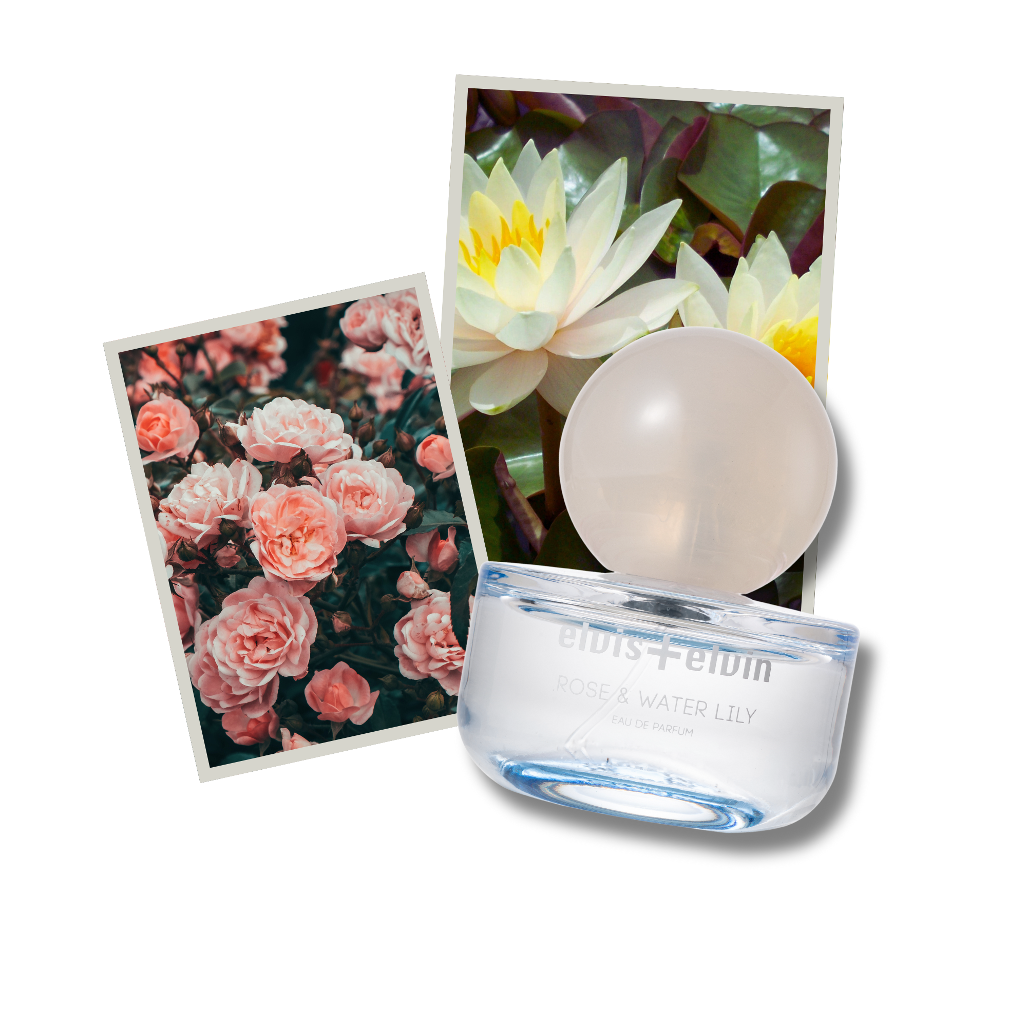 Rose & Water Lily Eau de Parfum – elvis+elvin