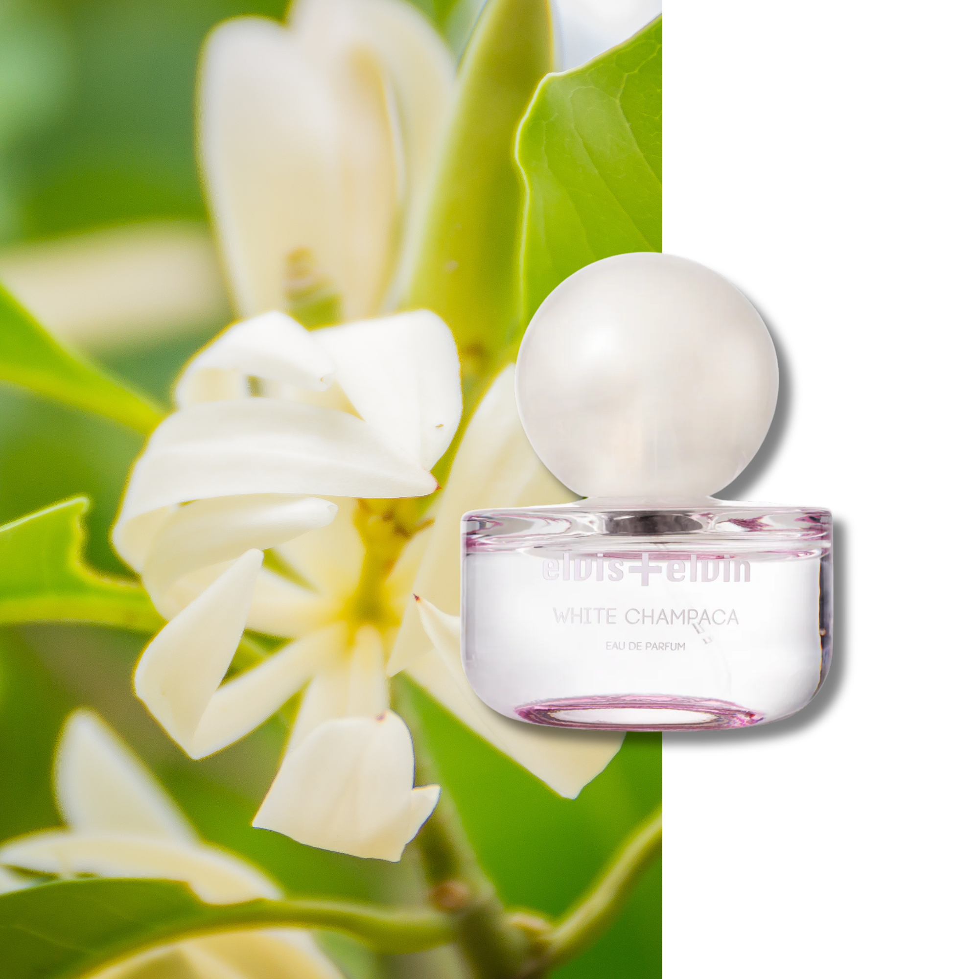 White Champaca Eau de Parfum – elvis+elvin