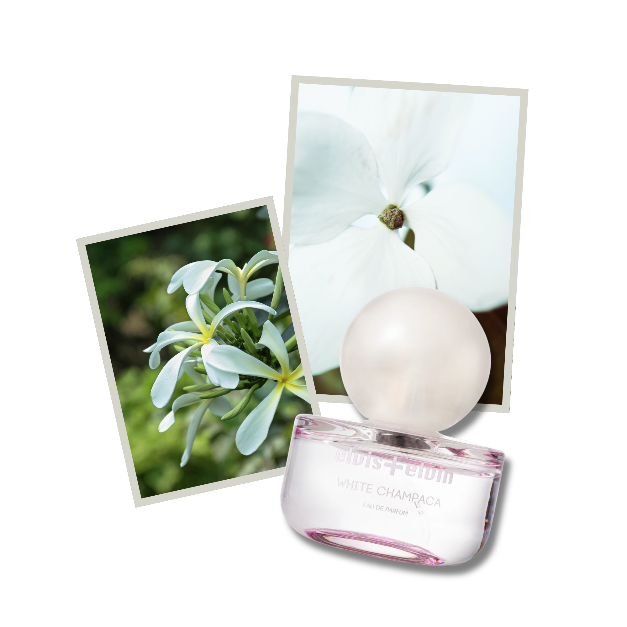 White Champaca Eau de Parfum – elvis+elvin