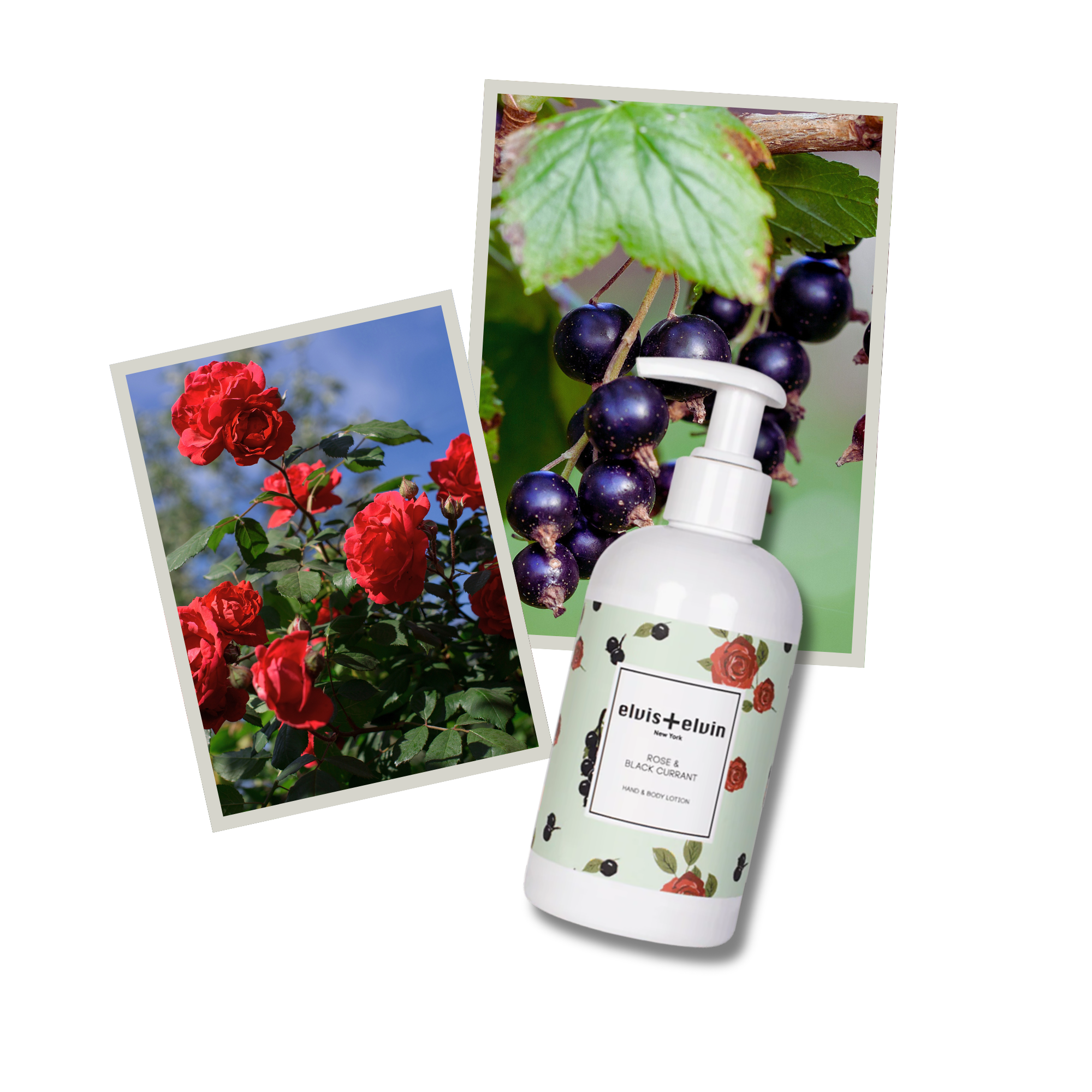 elvis+elvin Rose & Black Currant Hand & Body Lotion