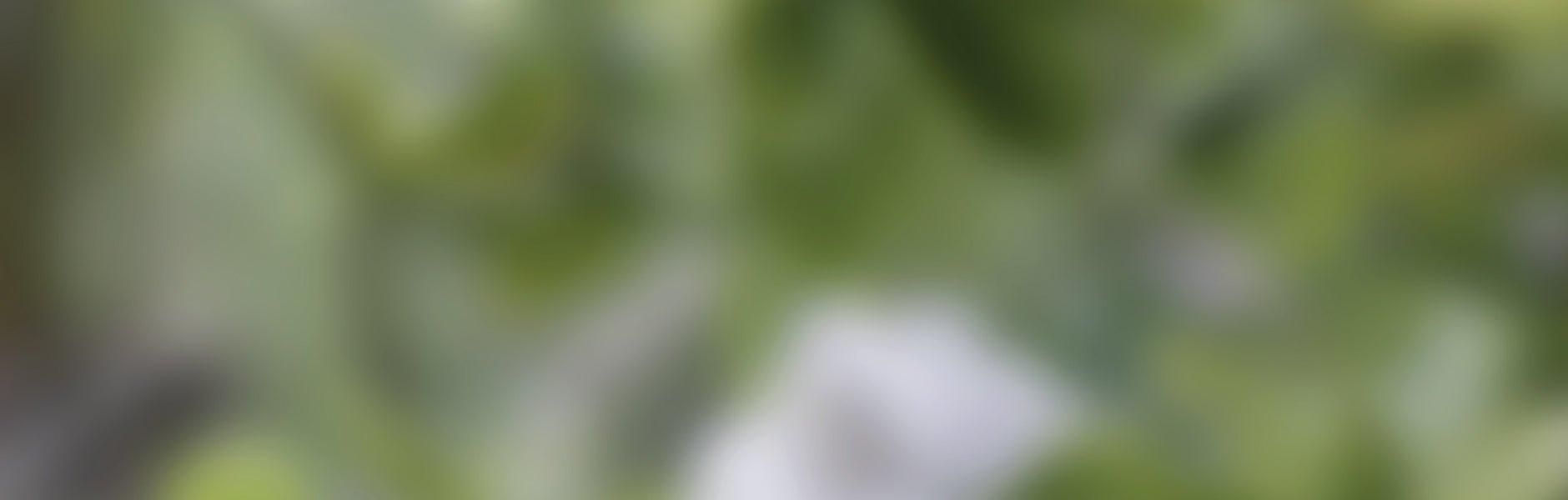 Gardenia Florida Extract - elvis+elvin