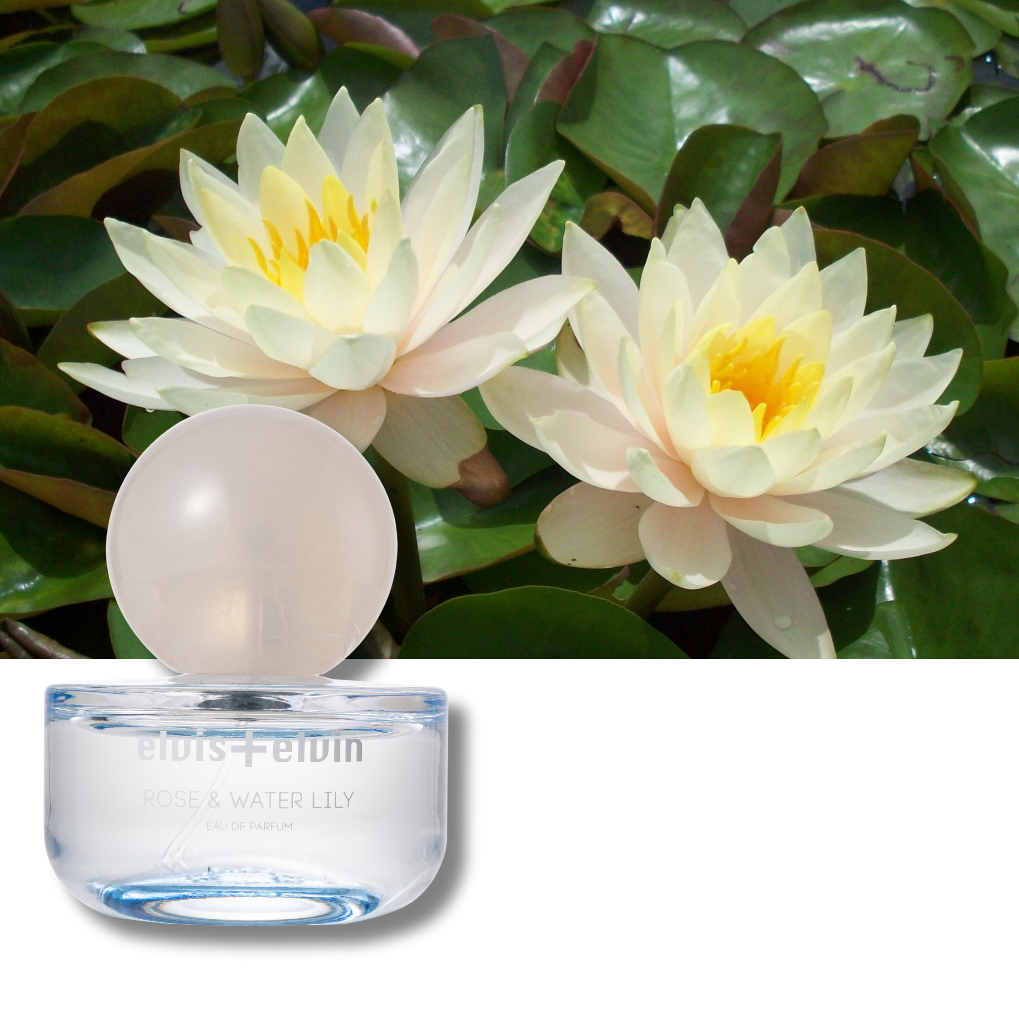 Rose & Water Lily Eau de Parfum – elvis+elvin