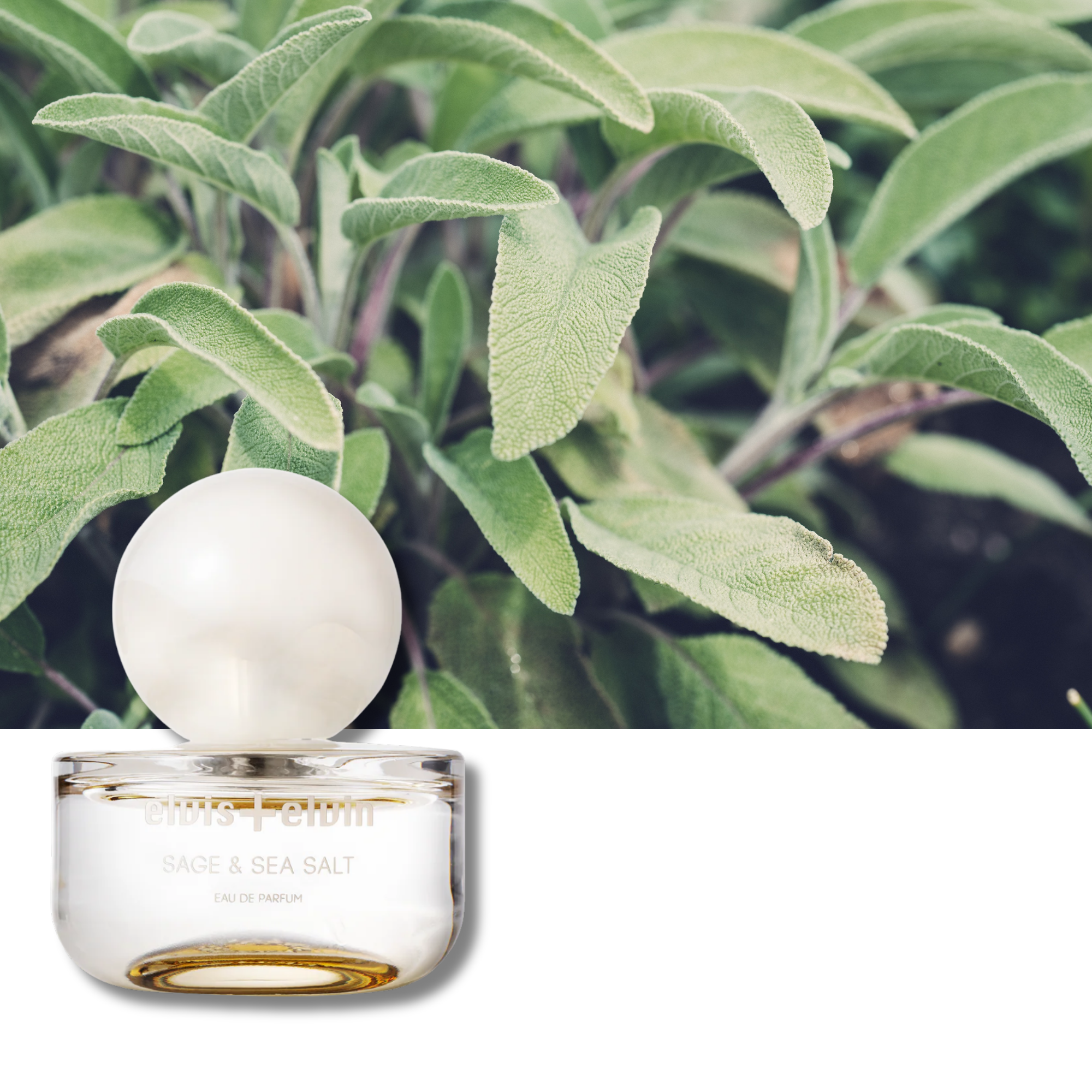 Sage & Sea Salt Eau de Parfum – elvis+elvin