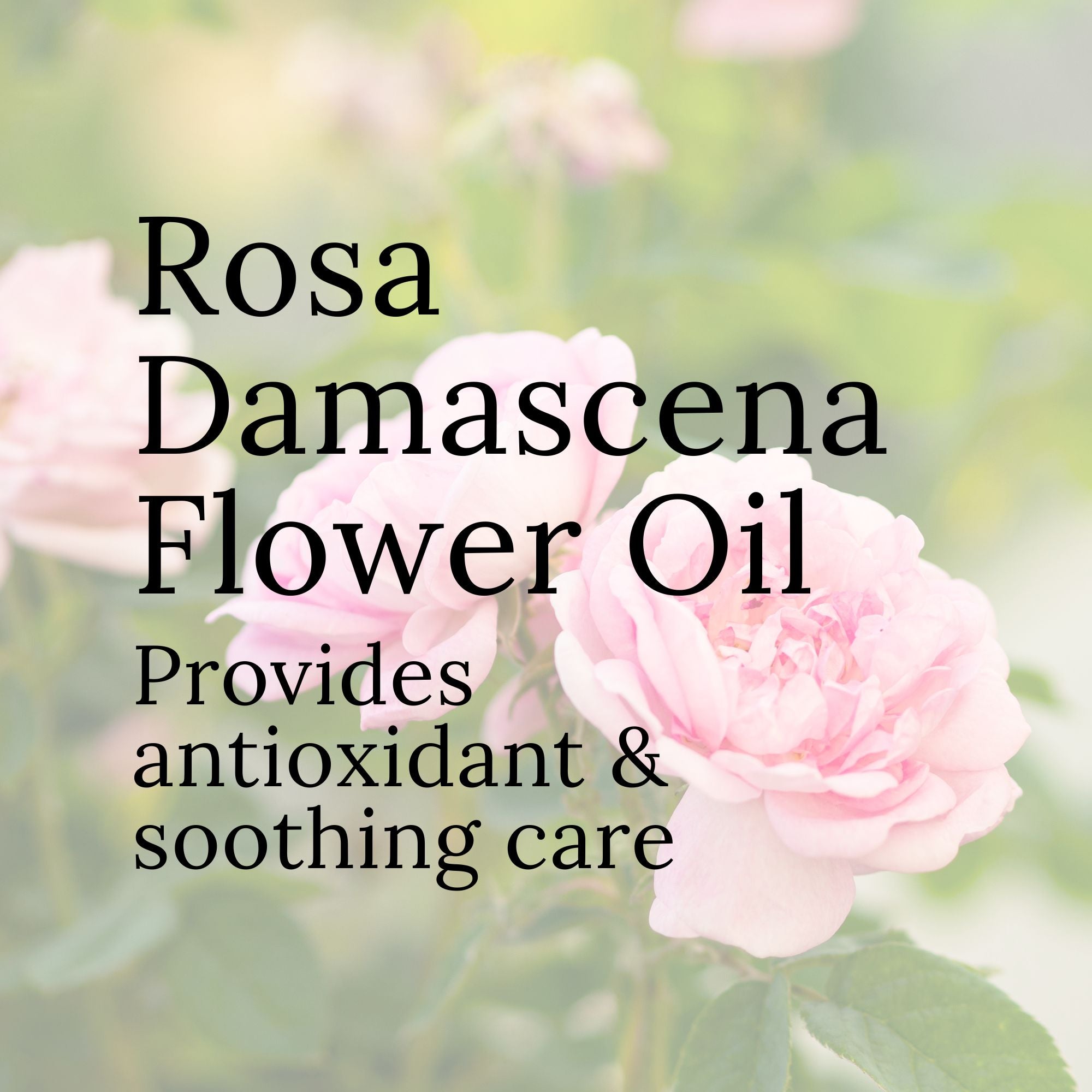 elvis+elvin Rose Body Oil