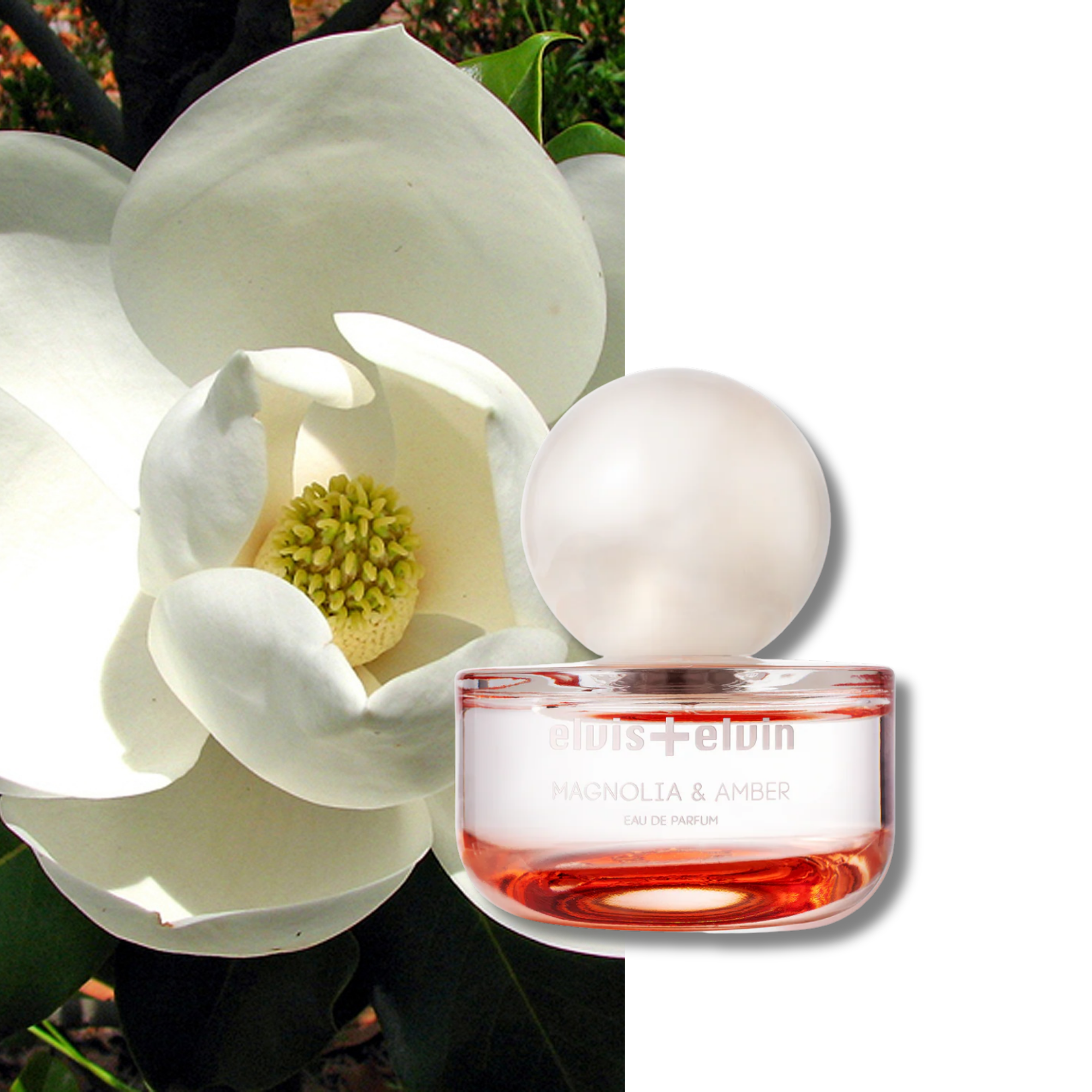 Magnolia & Amber Eau de Parfum – elvis+elvin