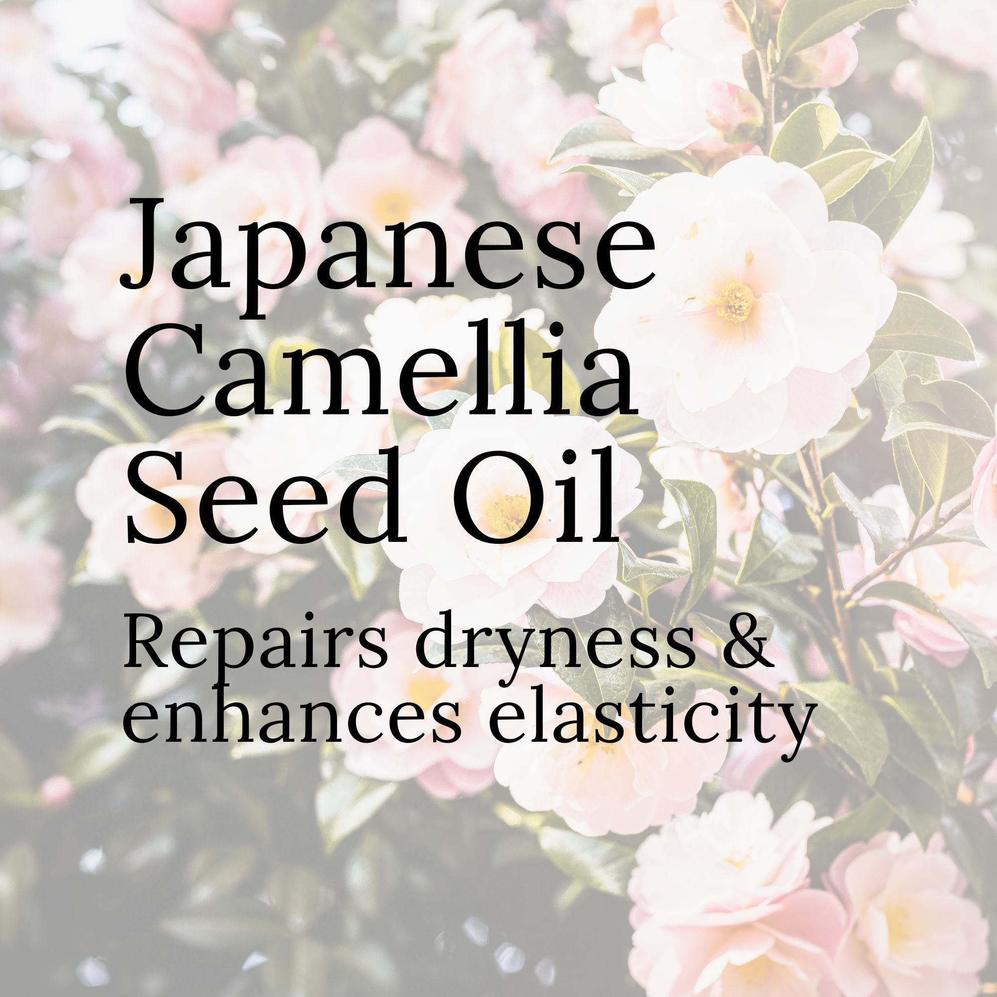 elvis+elvin Rose of Winter Body Oil