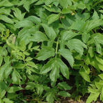 Angelica archangelica callus extract