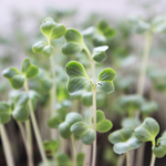 Brassica Alba Sprout Extract