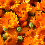 Calendula Officinalis Callus Extract