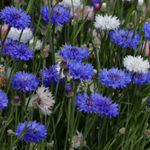 Centaurea Cyanus Callus Lysate Extract