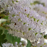 Commiphora Myrrha Leaf Cell Extract