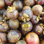 Garcinia Mangostana Seed Oil