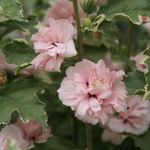 Hibiscus Syriacus Callus Extract