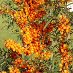 Hippophae Rhamnoides Fruit/Seed Oil