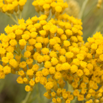 Immortelle Flower Oil