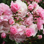 Japanese Camellia Seed Oil