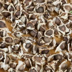 Moringa Seed Oil