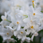 Narcissus Poeticus Callus Extract