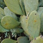 Opuntia Ficus-Indica Stem Extract