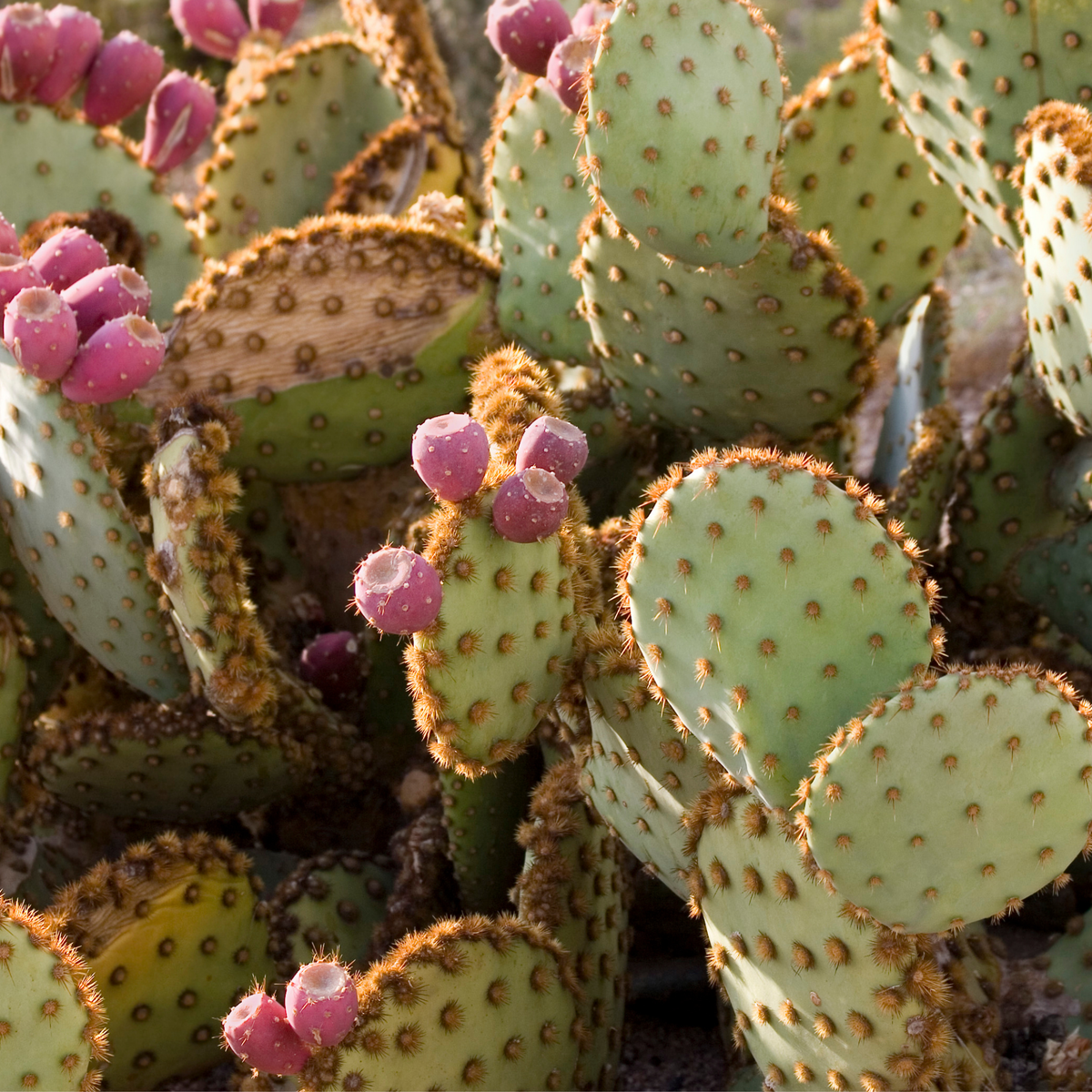 Prickly Pear Seed Oil