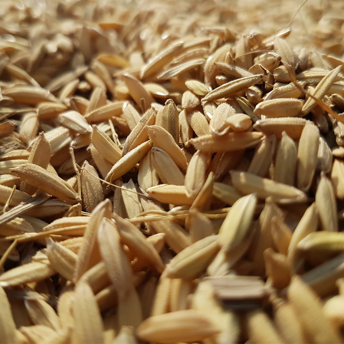Rice Bran Extract