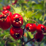 Rosa Canina Fruit Oil