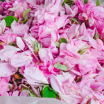Rosa Damascena Flower Oil