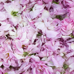 Rosa Damascena Flower Wax