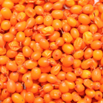 Sea Buckthorn Seed Oil