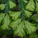 Sequoia Sempervirens Leaf Cell Extract