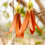 Shorea Stenoptera Seed Butter 