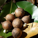 Tamanu Oil