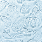 Tetraacetylphytosphingosine