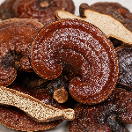 Reishi